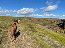 Iceland-West-Hot Springs, Lava Fields & Trails